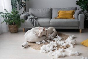 Airbnb Guest Brought Pets Without Permission – What Now?