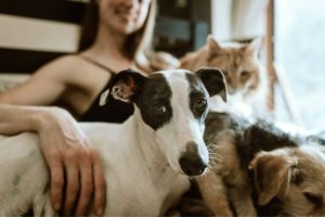 Airbnb Guest Brought Pets Without Permission – What Now