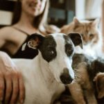 Airbnb Guest Brought Pets Without Permission - What Now?