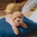 How To Add Airbnb Pet Fee (Step-By-Step)