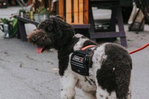 Airbnb And Service Dogs – All You Need To Know