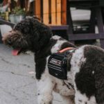 Airbnb and Service Dogs - All You Need to Know