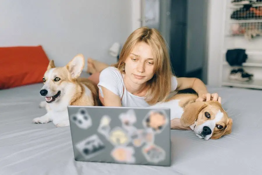 Why Airbnb Doesn't Have a Pet Filter Explained